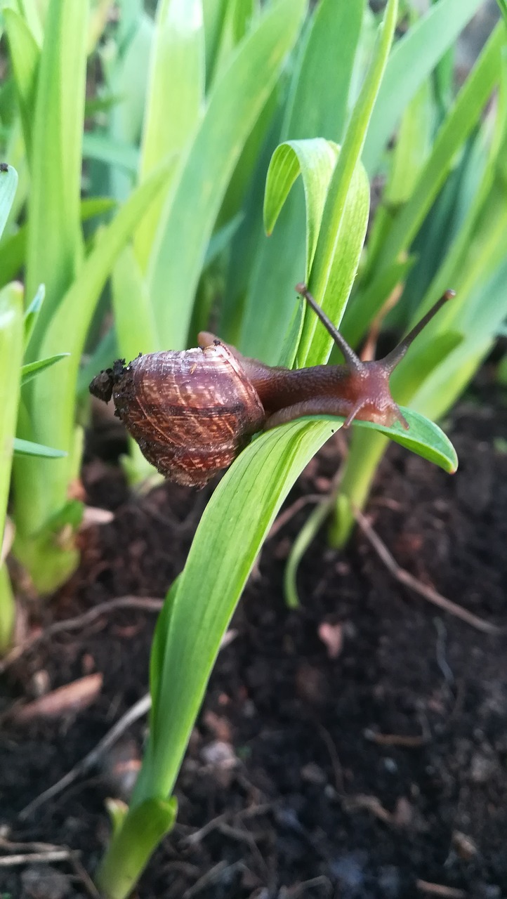 snail  nature  sheet free photo