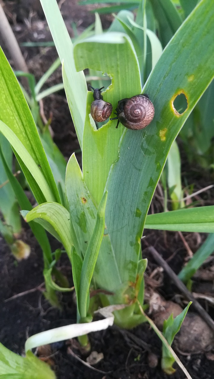 snail  sheet  kids free photo