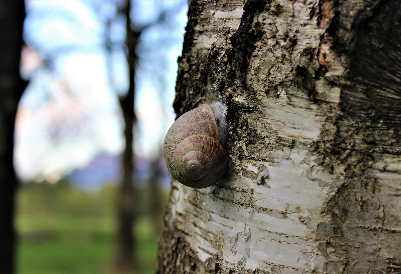 snail  nature  animal free photo