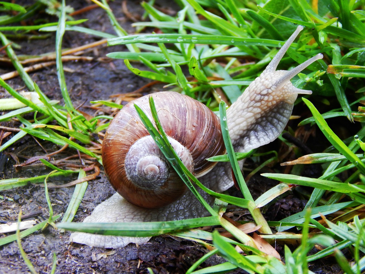 snail conch macro free photo