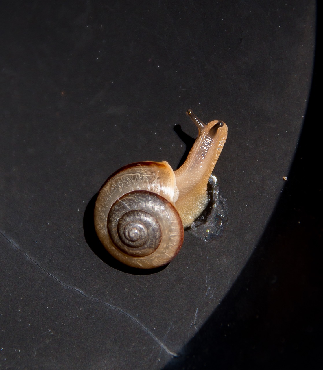 snail  shell  tiny free photo