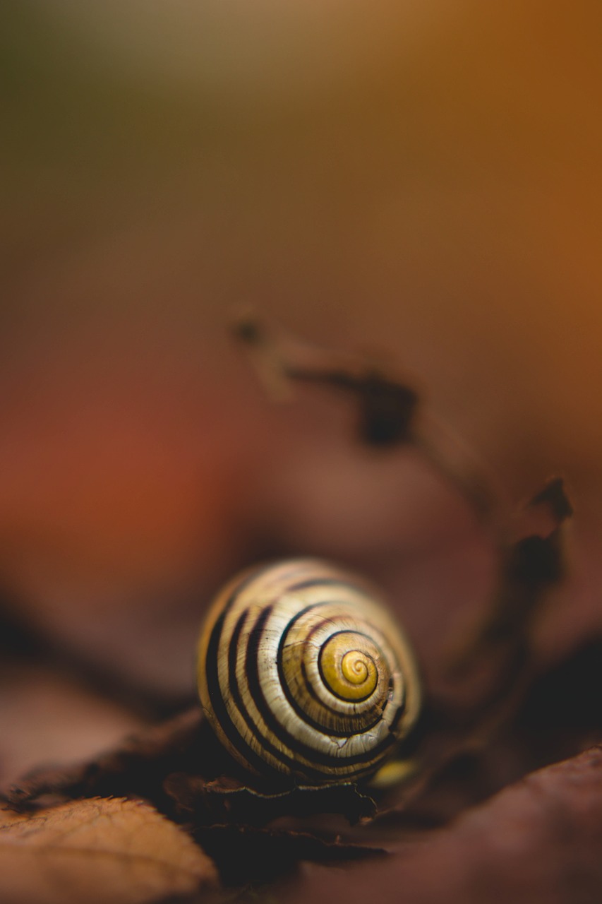 snail  spiral  nature free photo