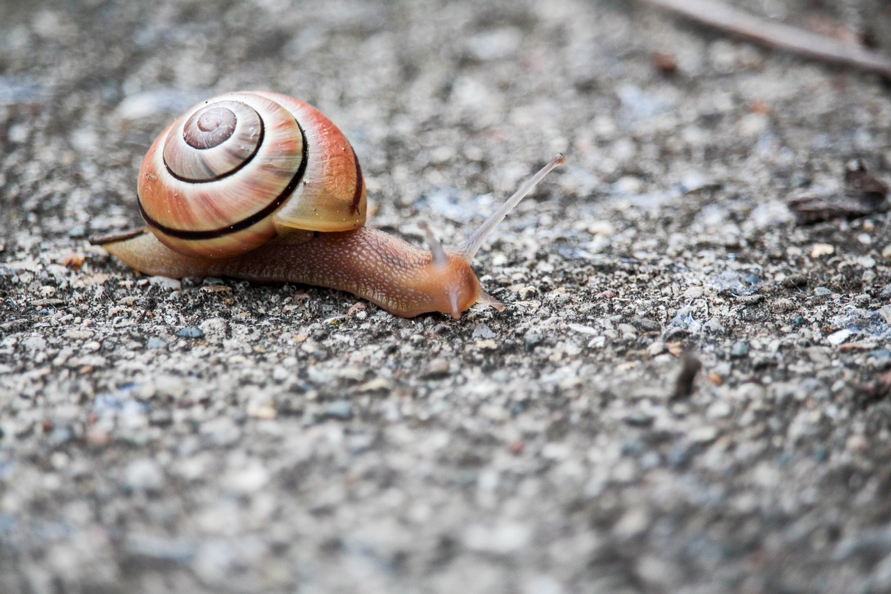 snail  shell  gastropod free photo