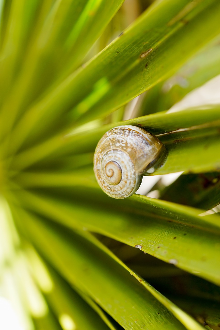 snail  leaf  green free photo