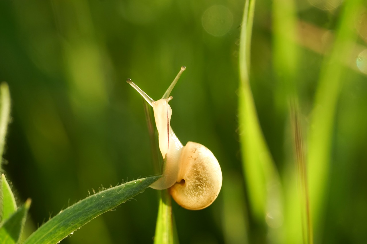 snail  meadow  spring free photo