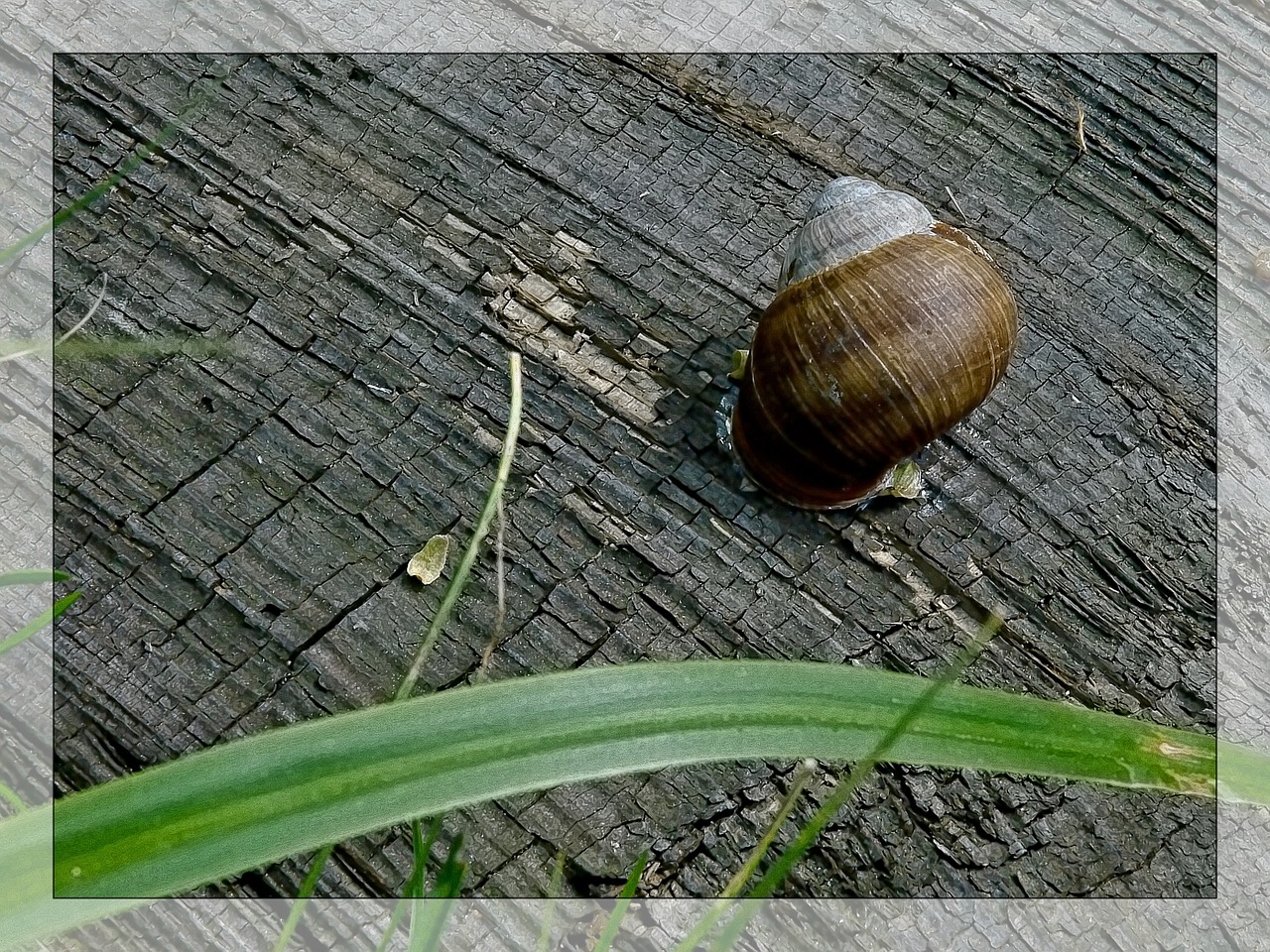 snail conch macro free photo