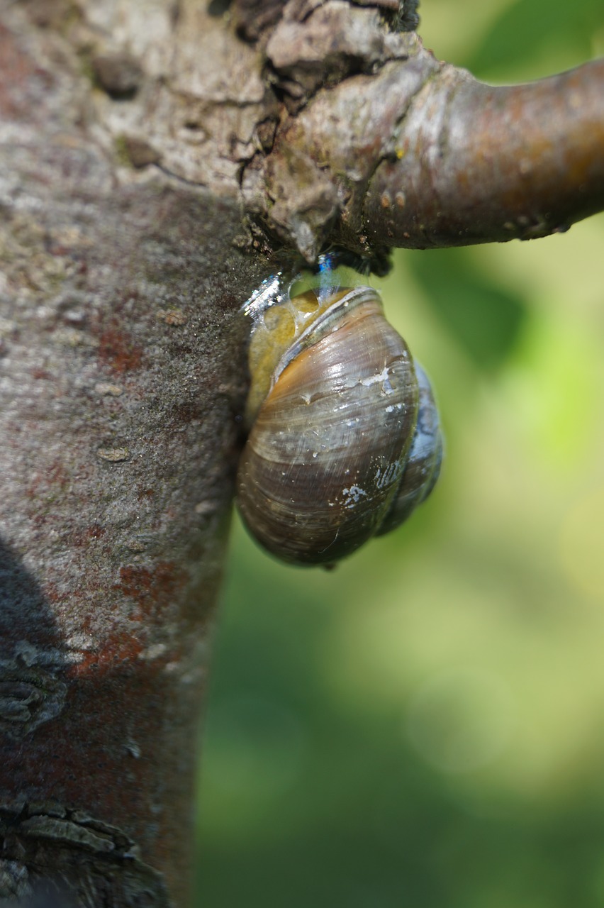 snail  nature  tree free photo