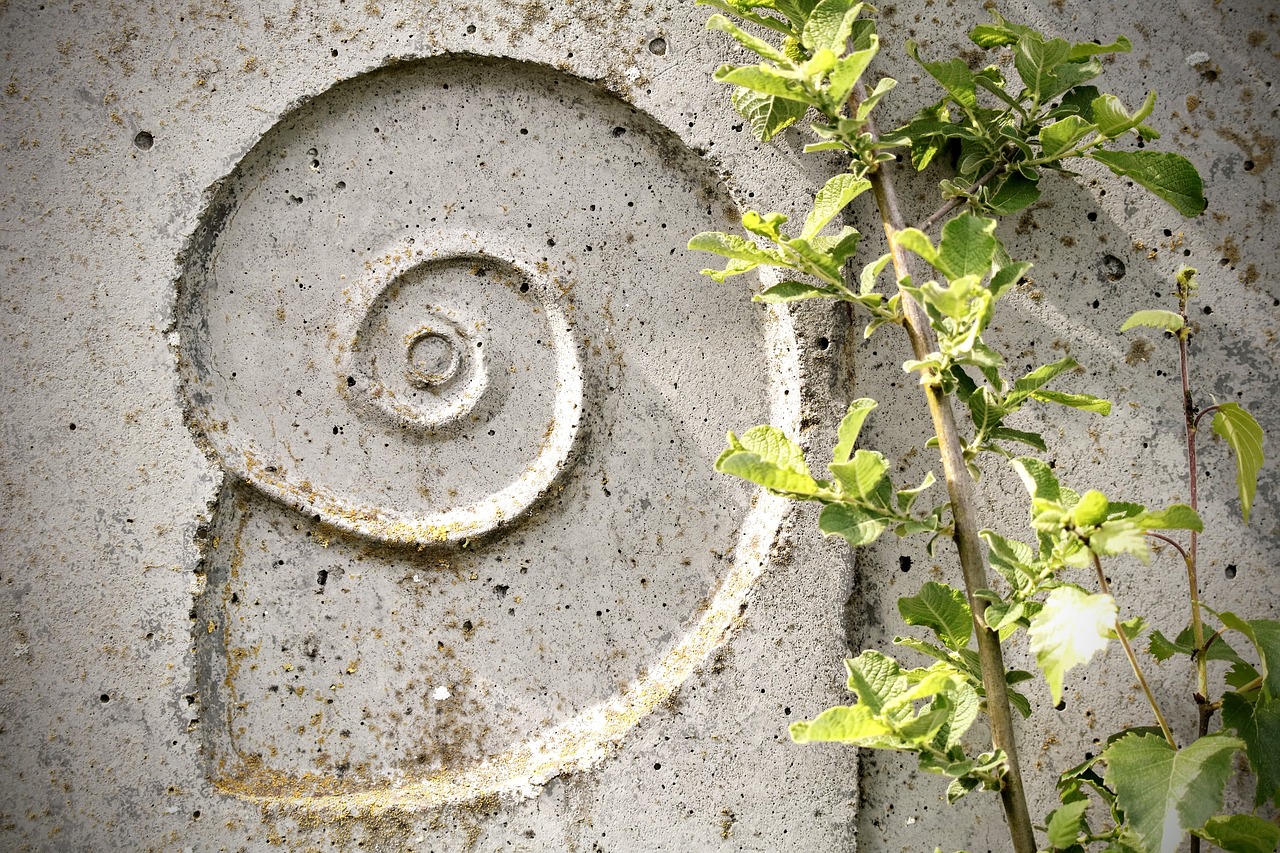 snail  relief  texture free photo