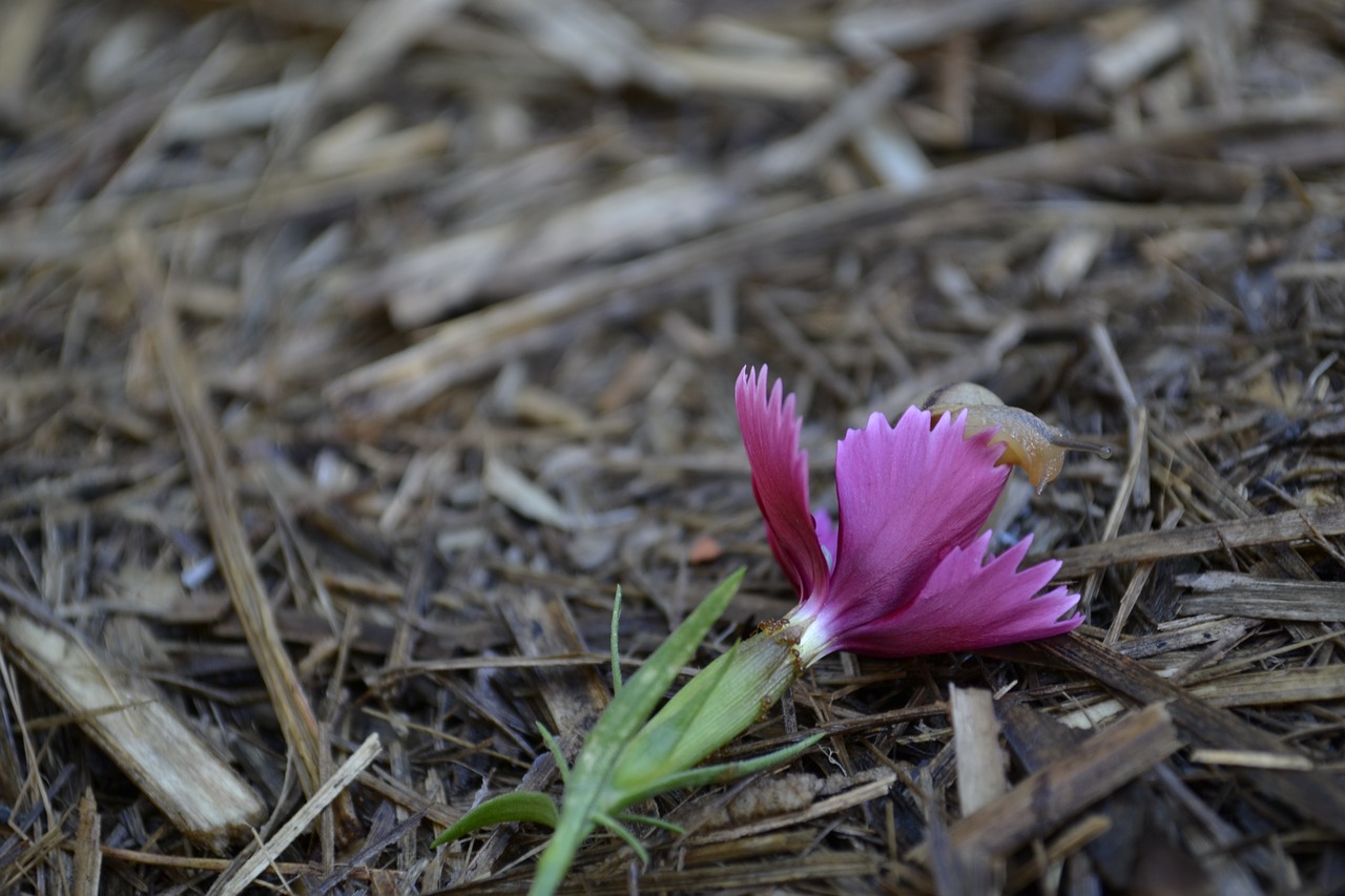 snail  flower  shell free photo