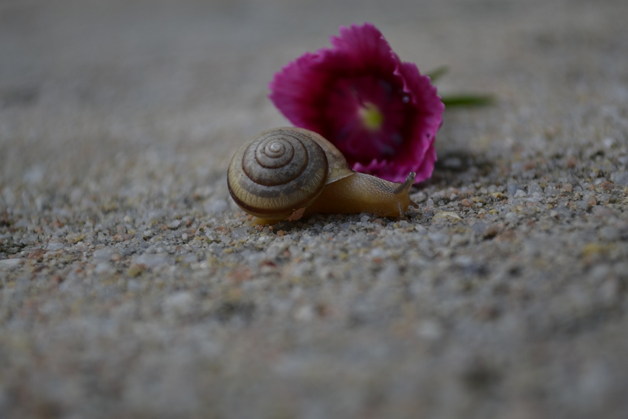 snail  pink  shell free photo