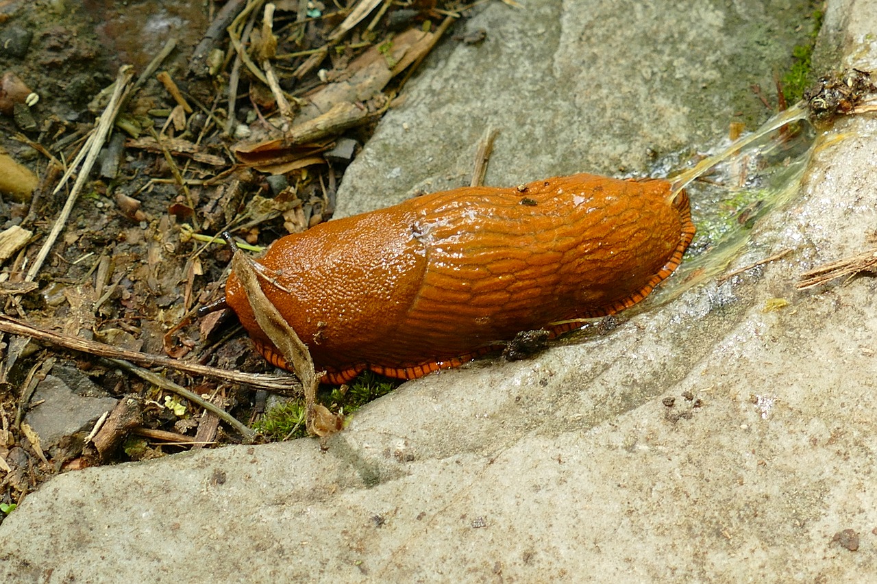 snail  slug  mollusc free photo