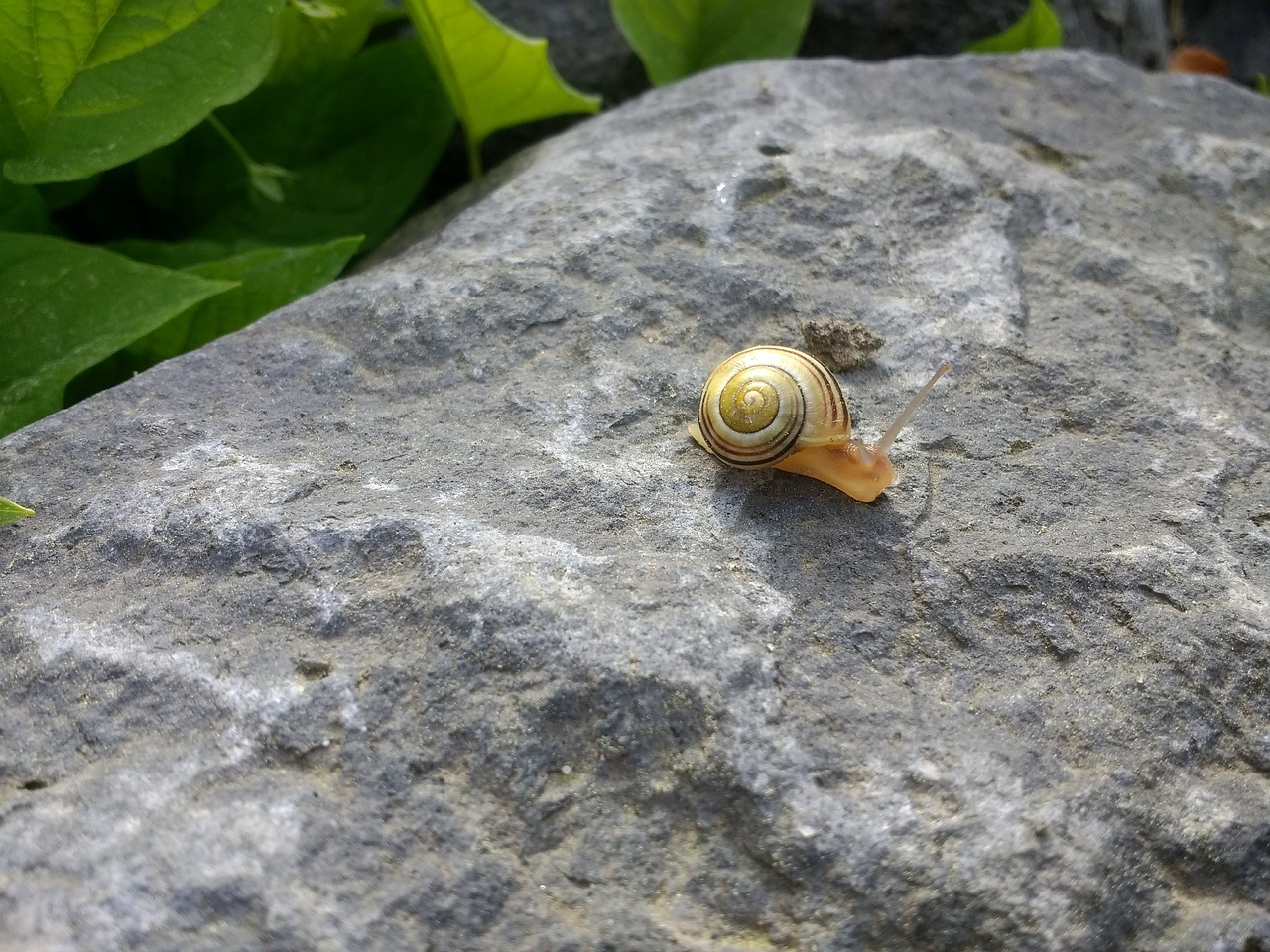 snail  stone  garden free photo