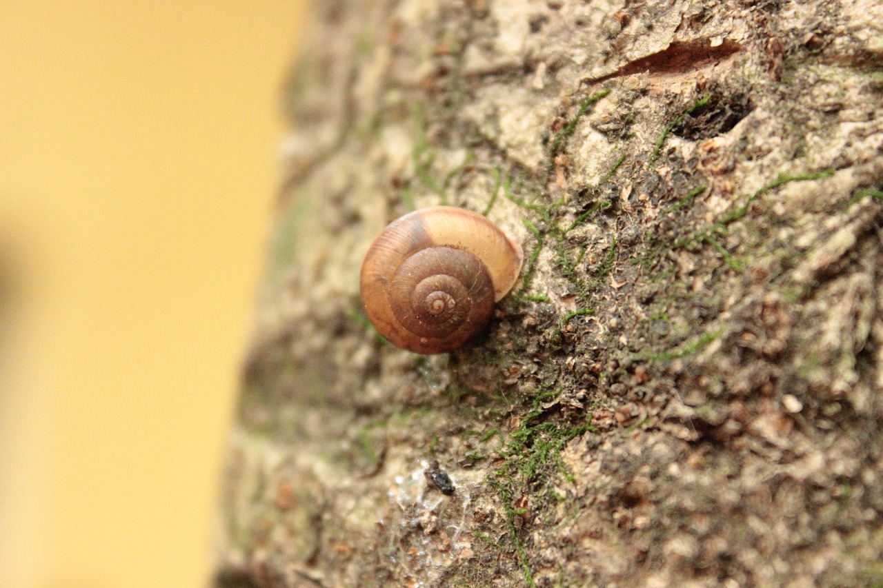 snail  flying  nature free photo