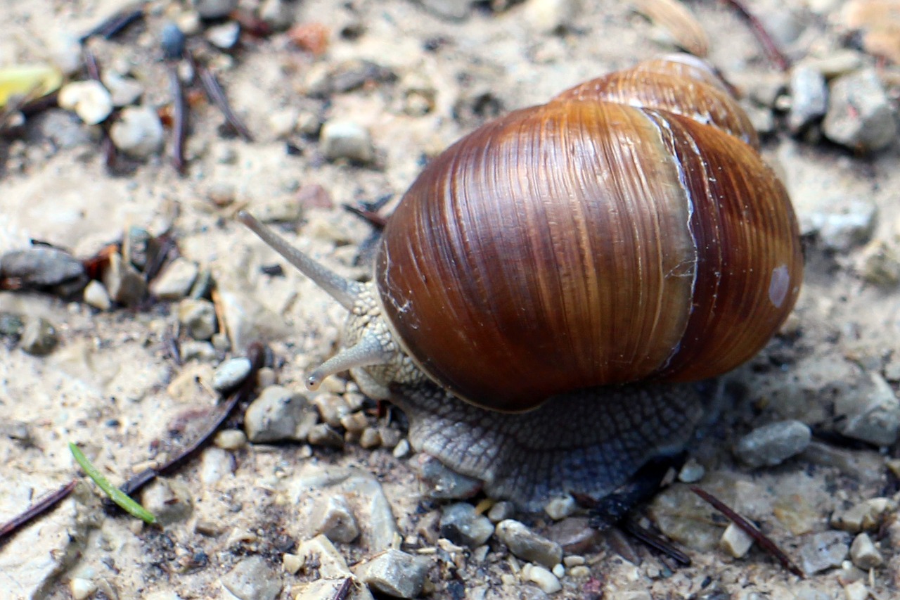 snail shell bearing housing free photo