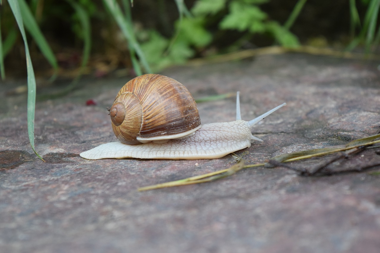snail  shell  crawl free photo