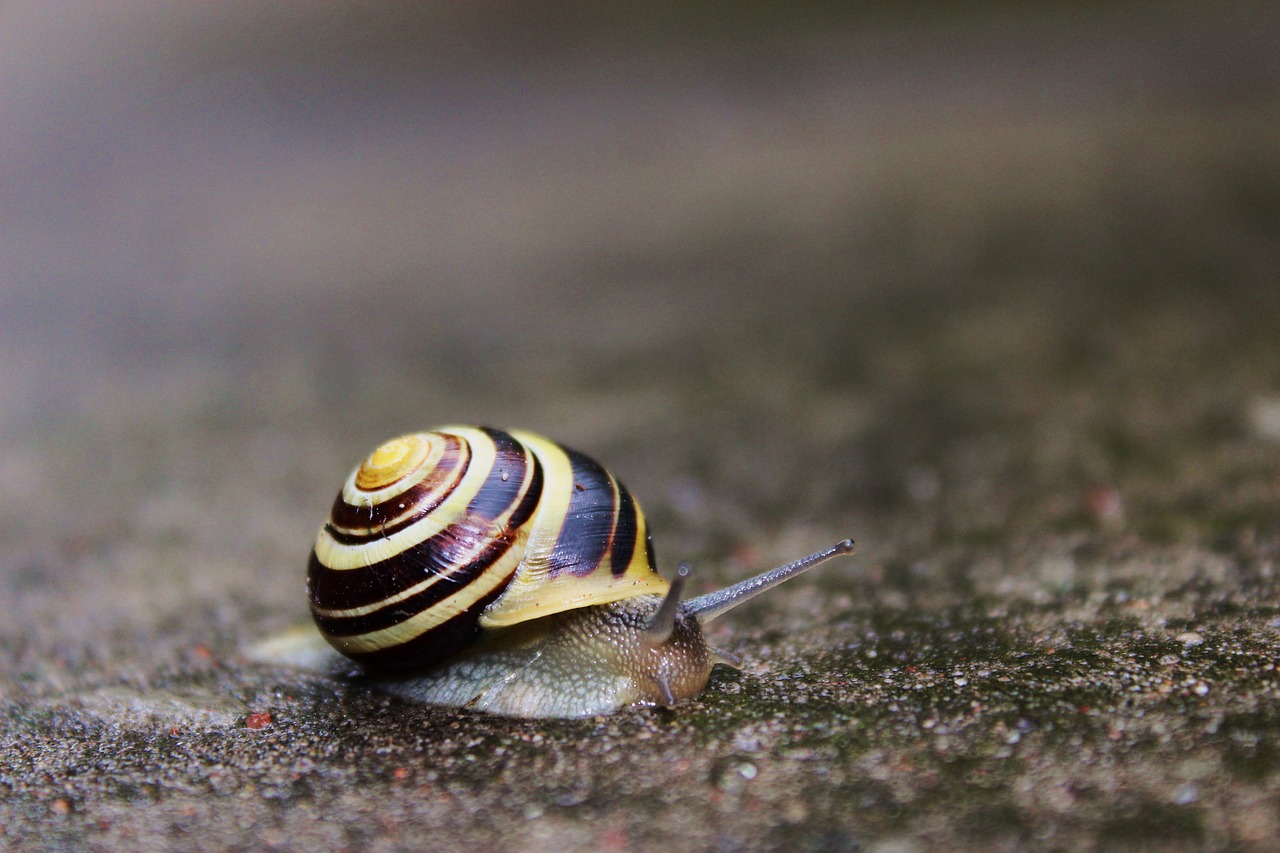 snail  a house for snails  bow tie free photo