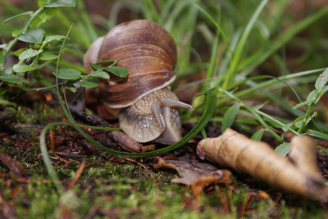 snail  forest  nature free photo