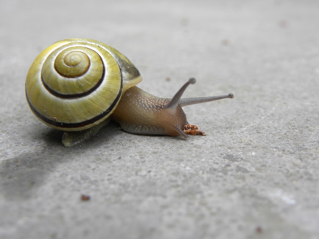 snail  nature  mollusc free photo