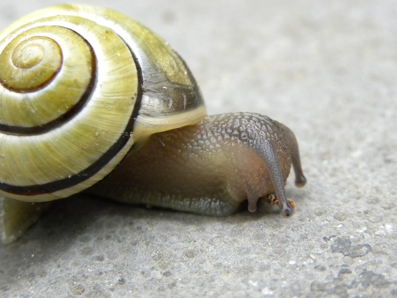 snail  nature  mollusc free photo