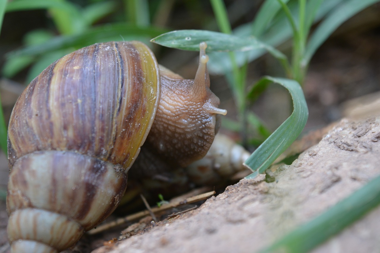 snail  clams  ramble free photo