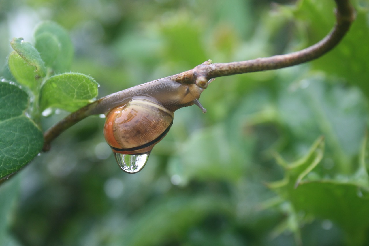 snail, rain, sweating, speed, sweat, tears, cry, drip,free pictures, free photos, free images, royalty free, free illustrations, public domain
