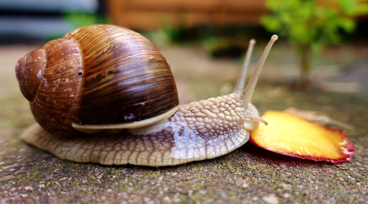 snail  eat  shell free photo