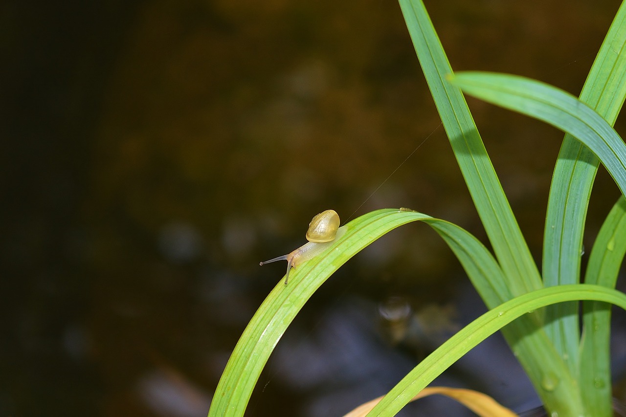 snail  leaf  close up free photo