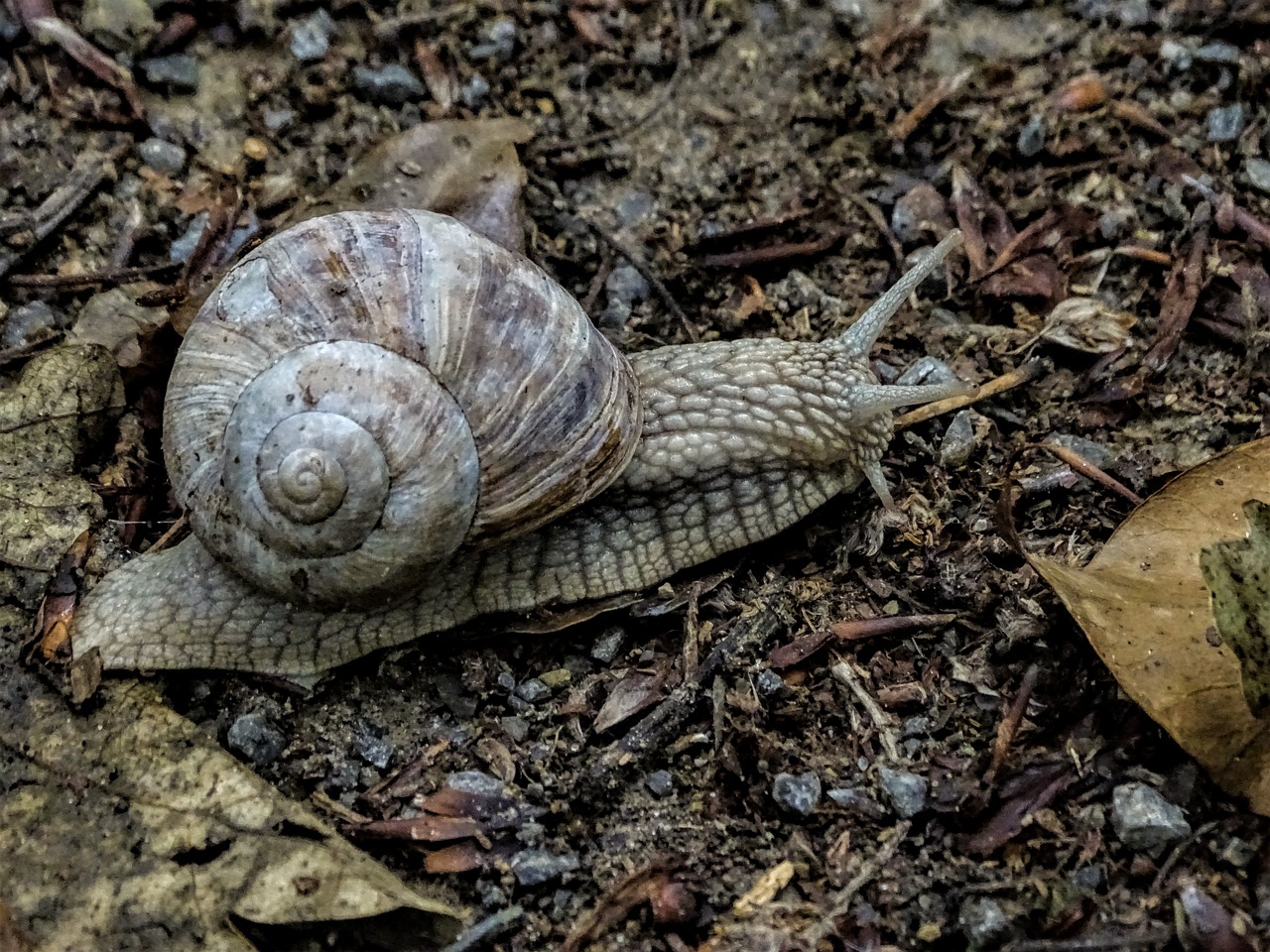 snail  nature  forest path free photo