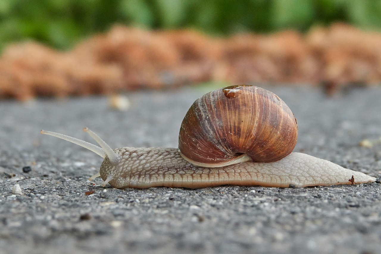 snail  shell  mollusk free photo