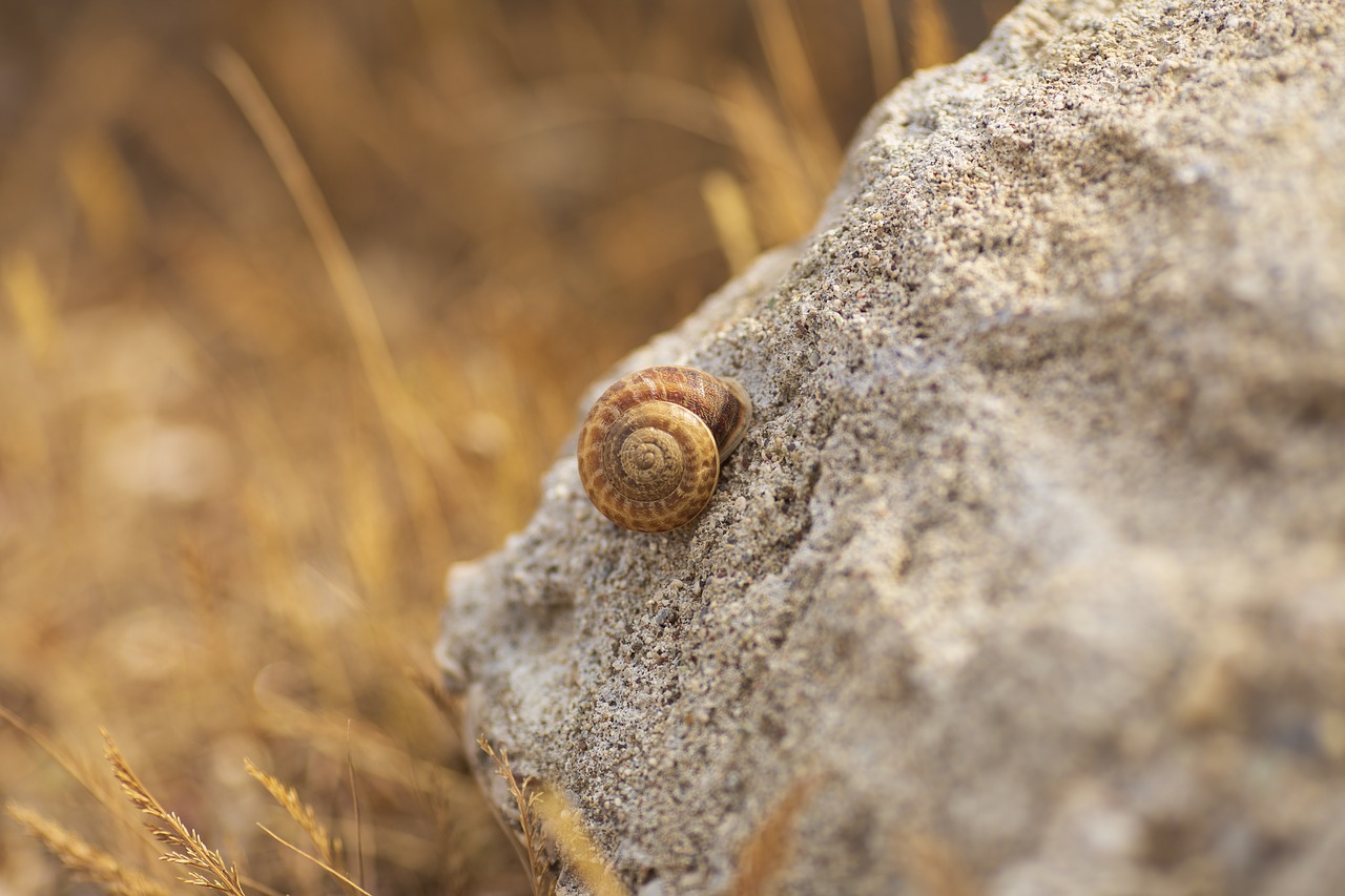 snail  nature  stone free photo