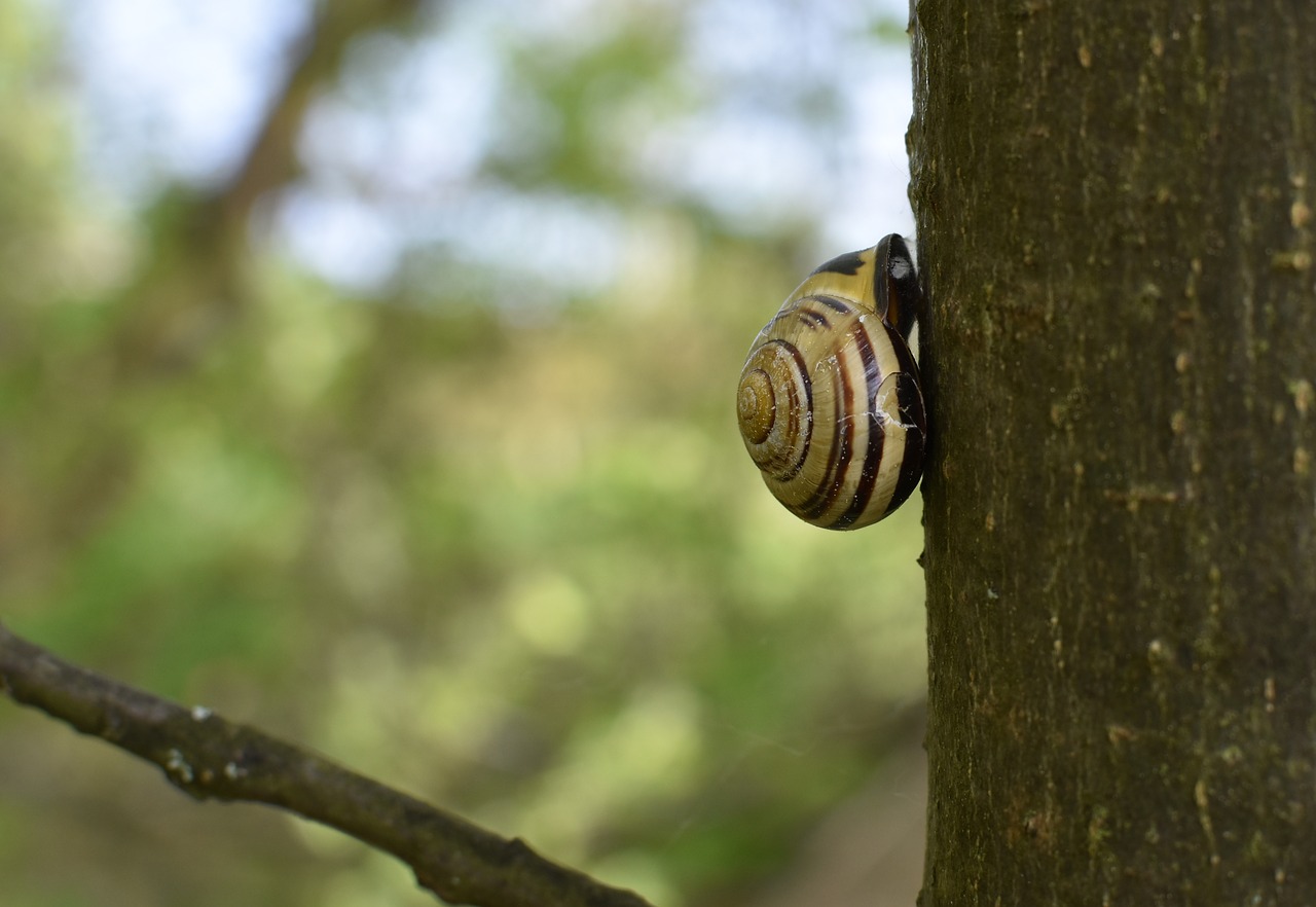 snail  shell  garden bänderschnecke free photo