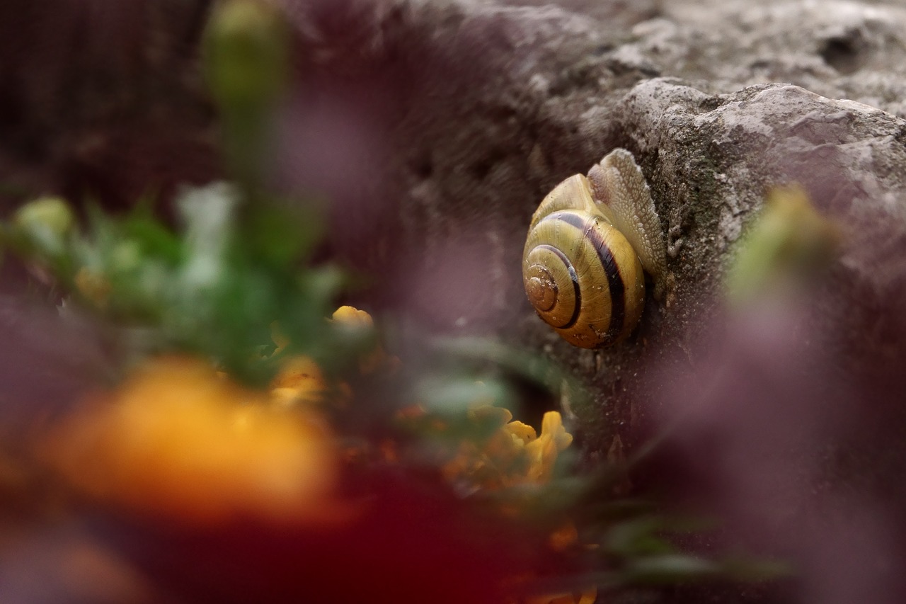 snail  flowers  fauna free photo