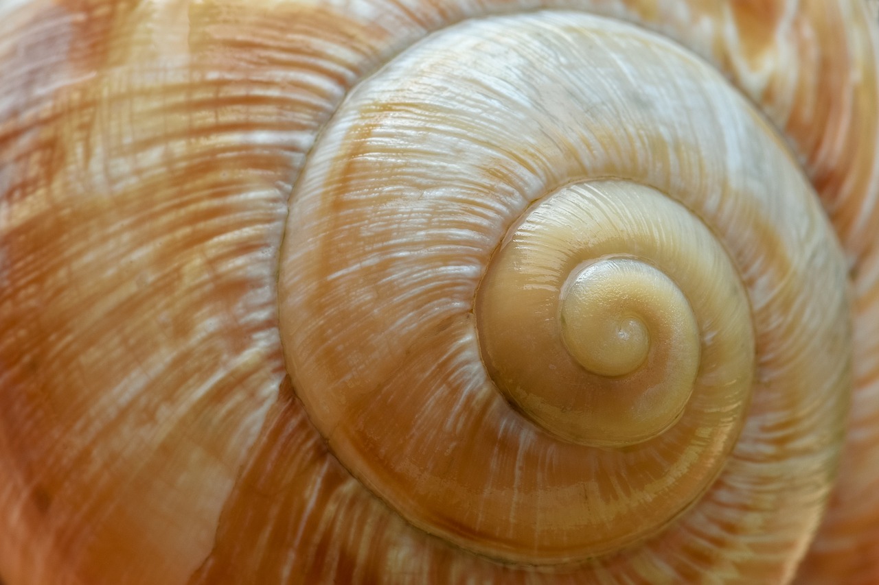 snail  shell  schalenweichtiere free photo
