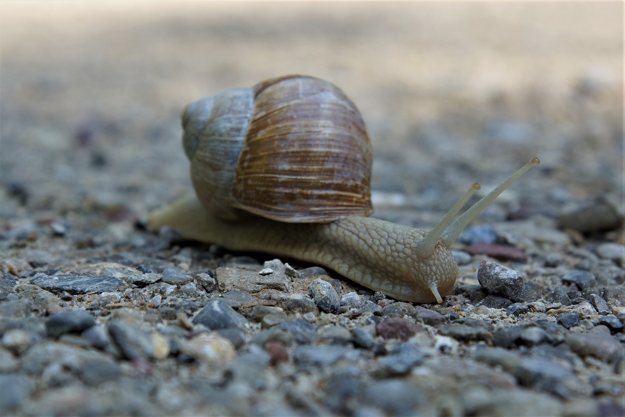 snail  crawl  slowly free photo