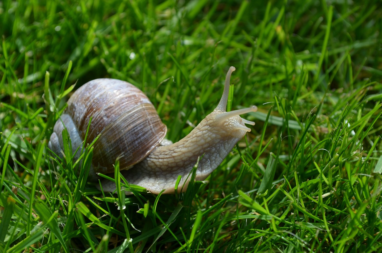 snail schnecknehaus mollusk free photo