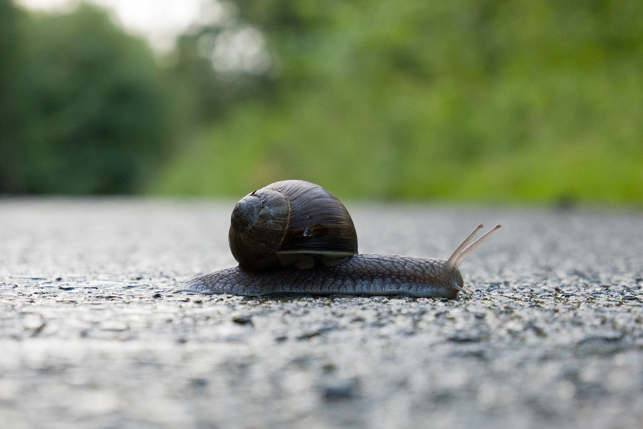 snail  shell  crawl free photo