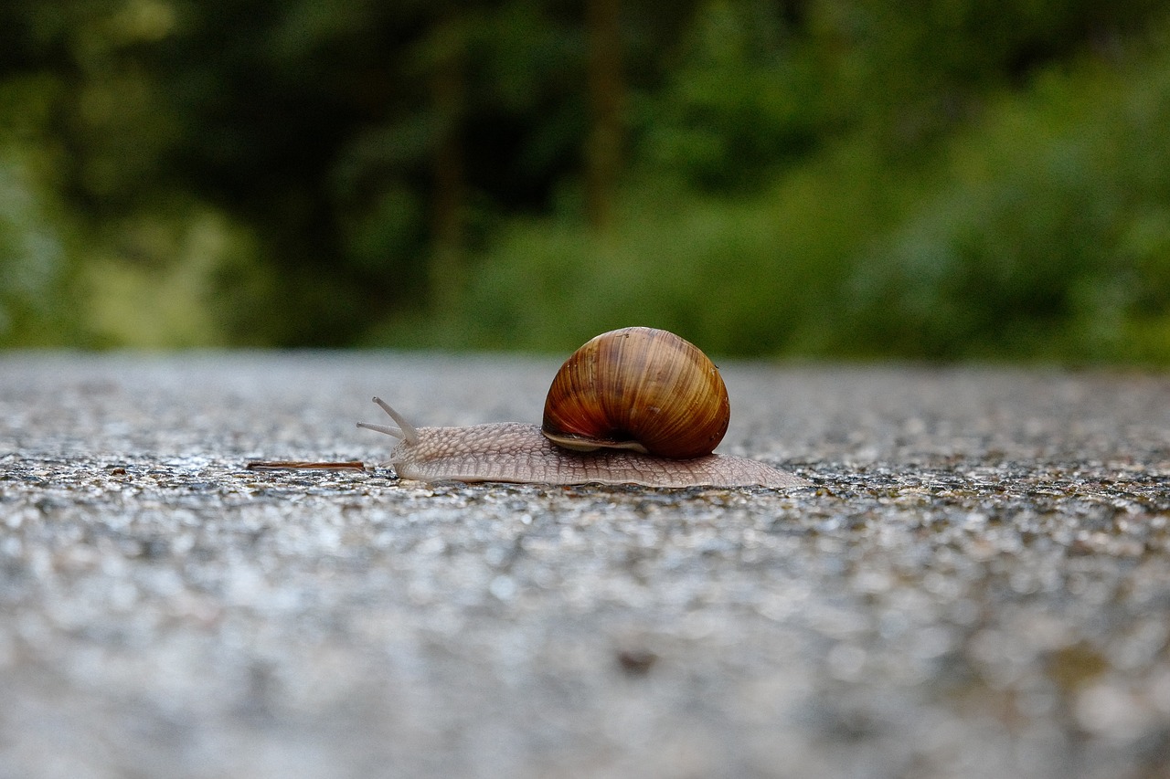 snail  shell  slowly free photo