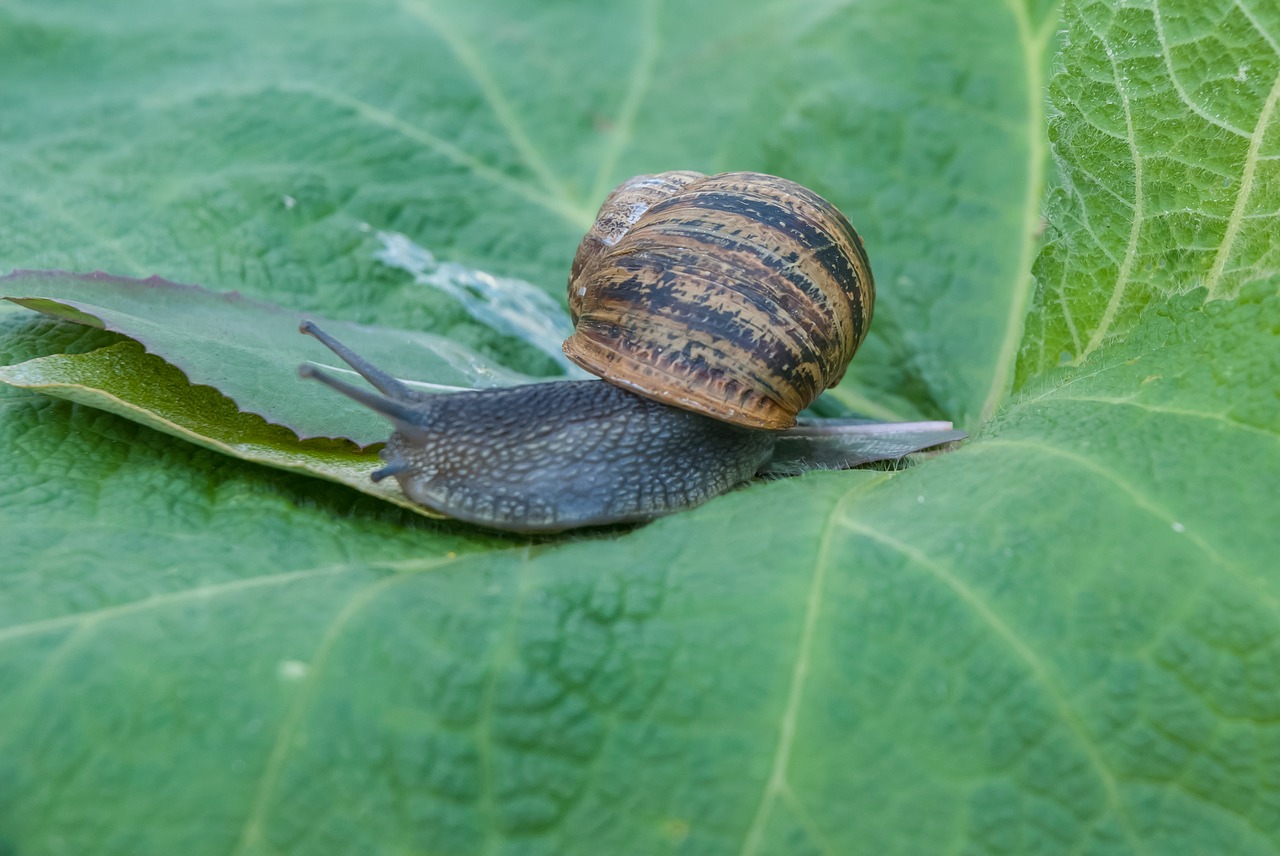 snail  gastropod  leaf free photo