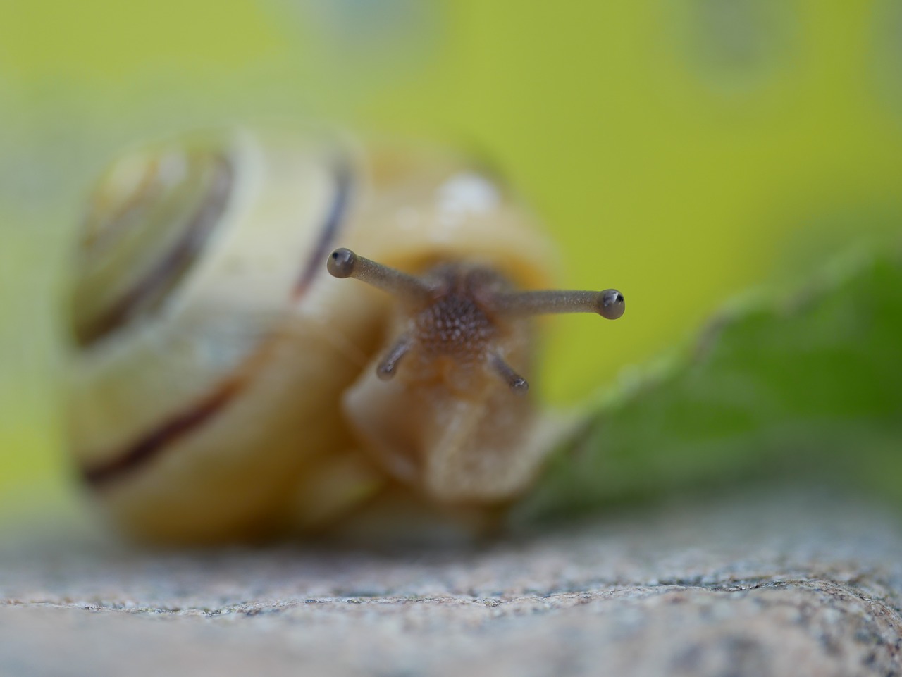 snail  close up  shell free photo