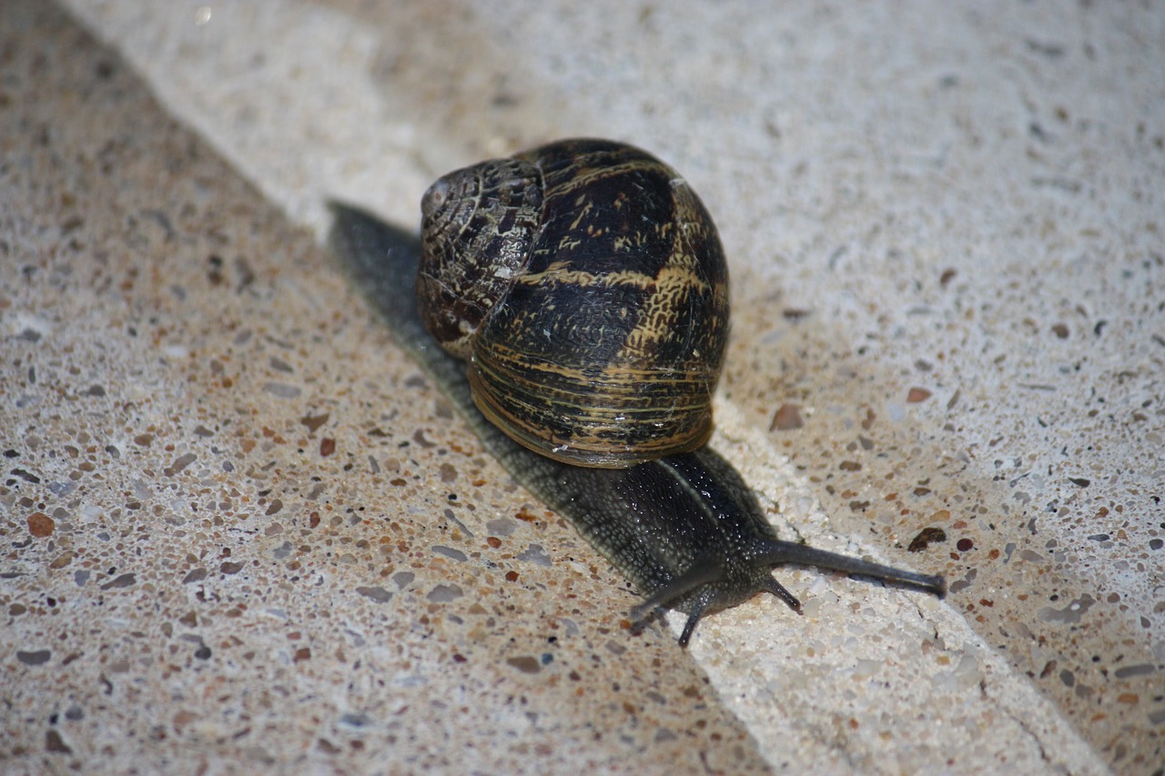 snail  animals  gastropod free photo