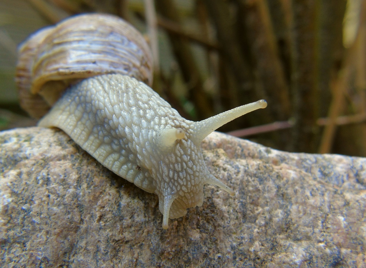 snail  shell  mucus free photo