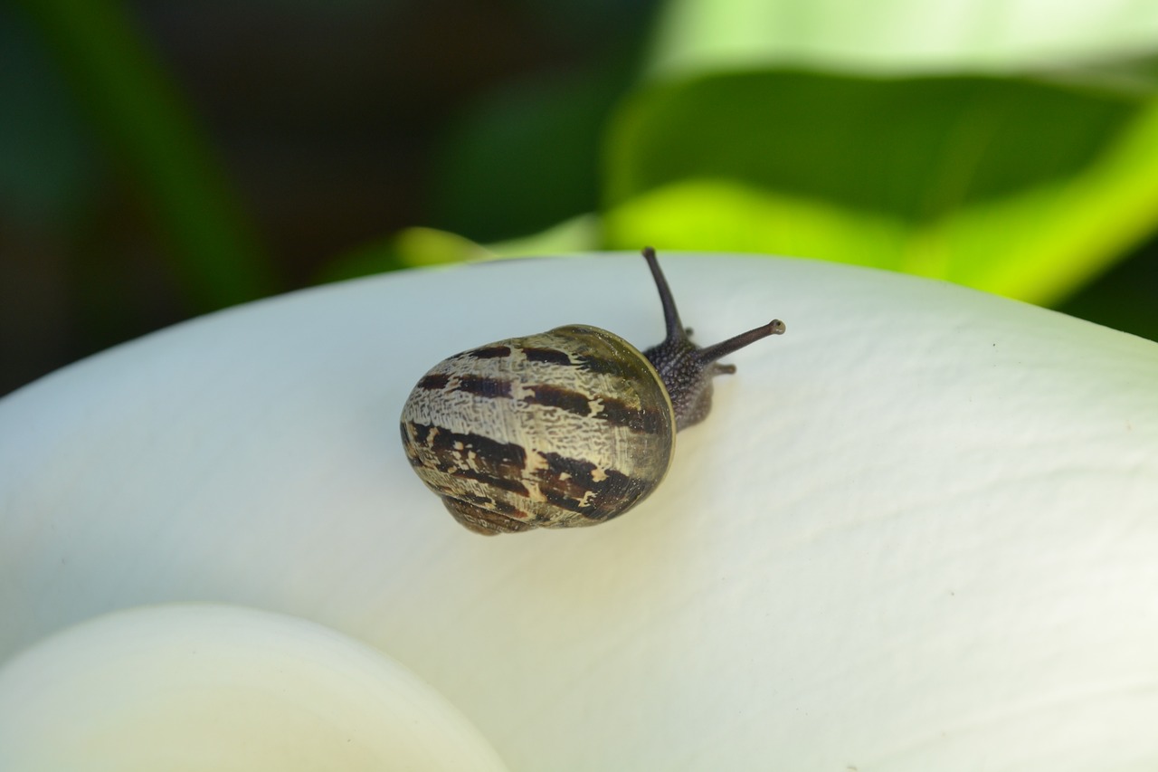 snail  flower  animal free photo