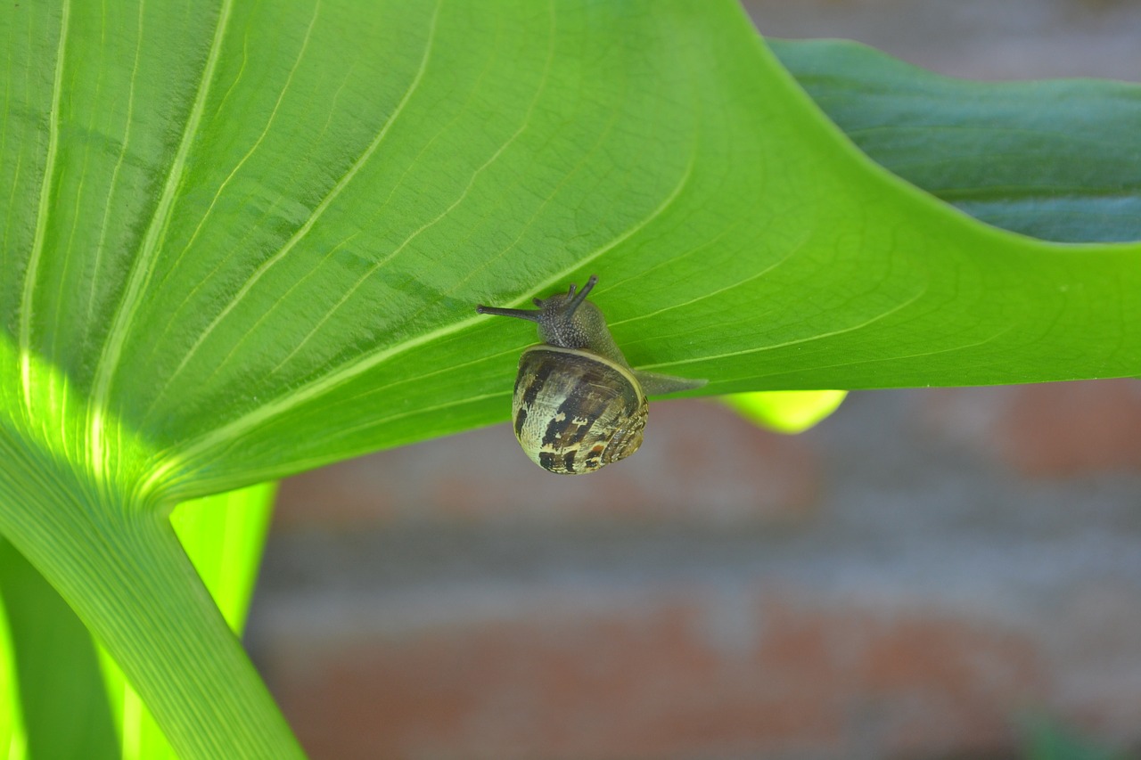snail  molluscum  leaf free photo