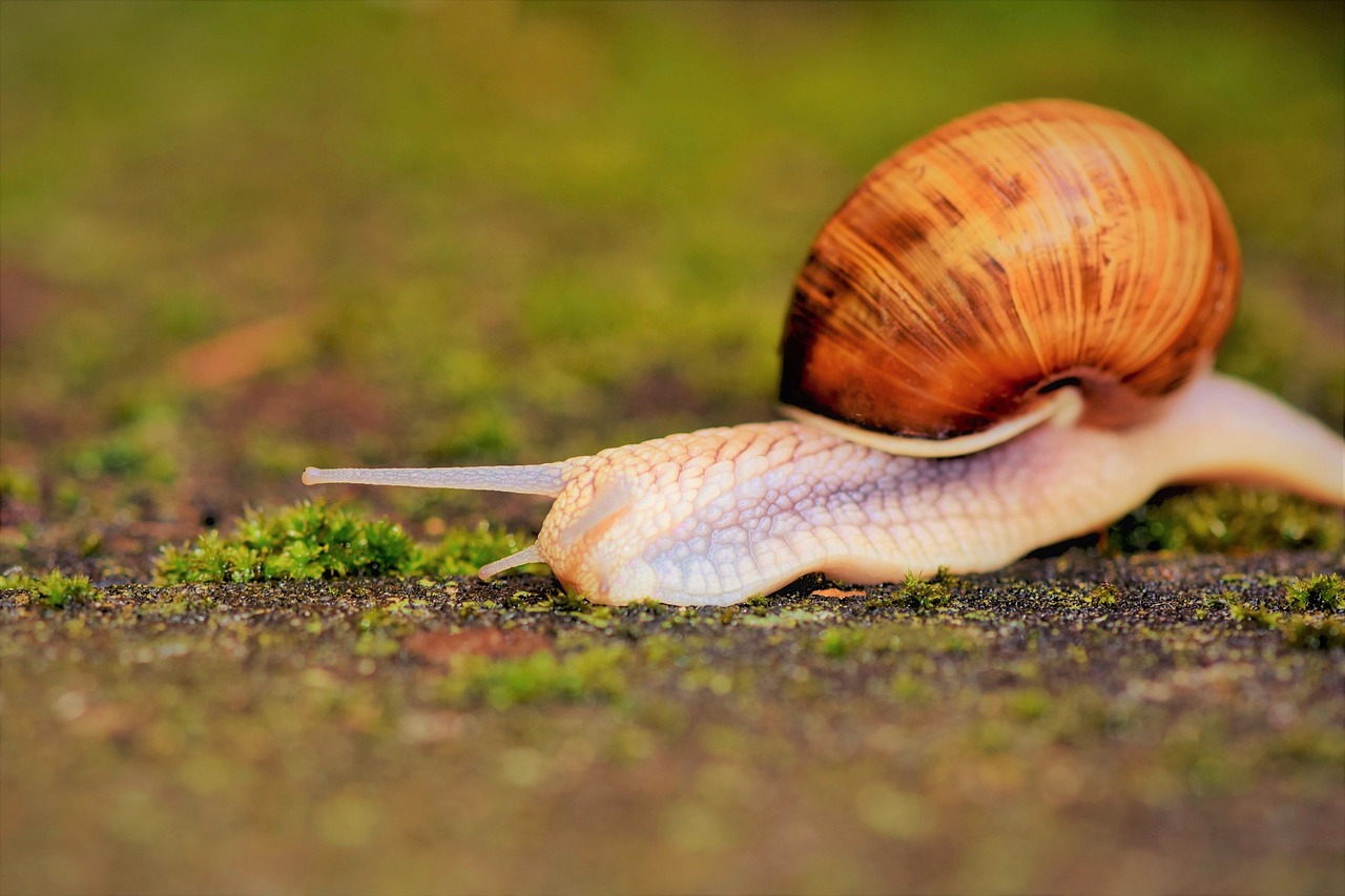 snail  shell  mollusk free photo