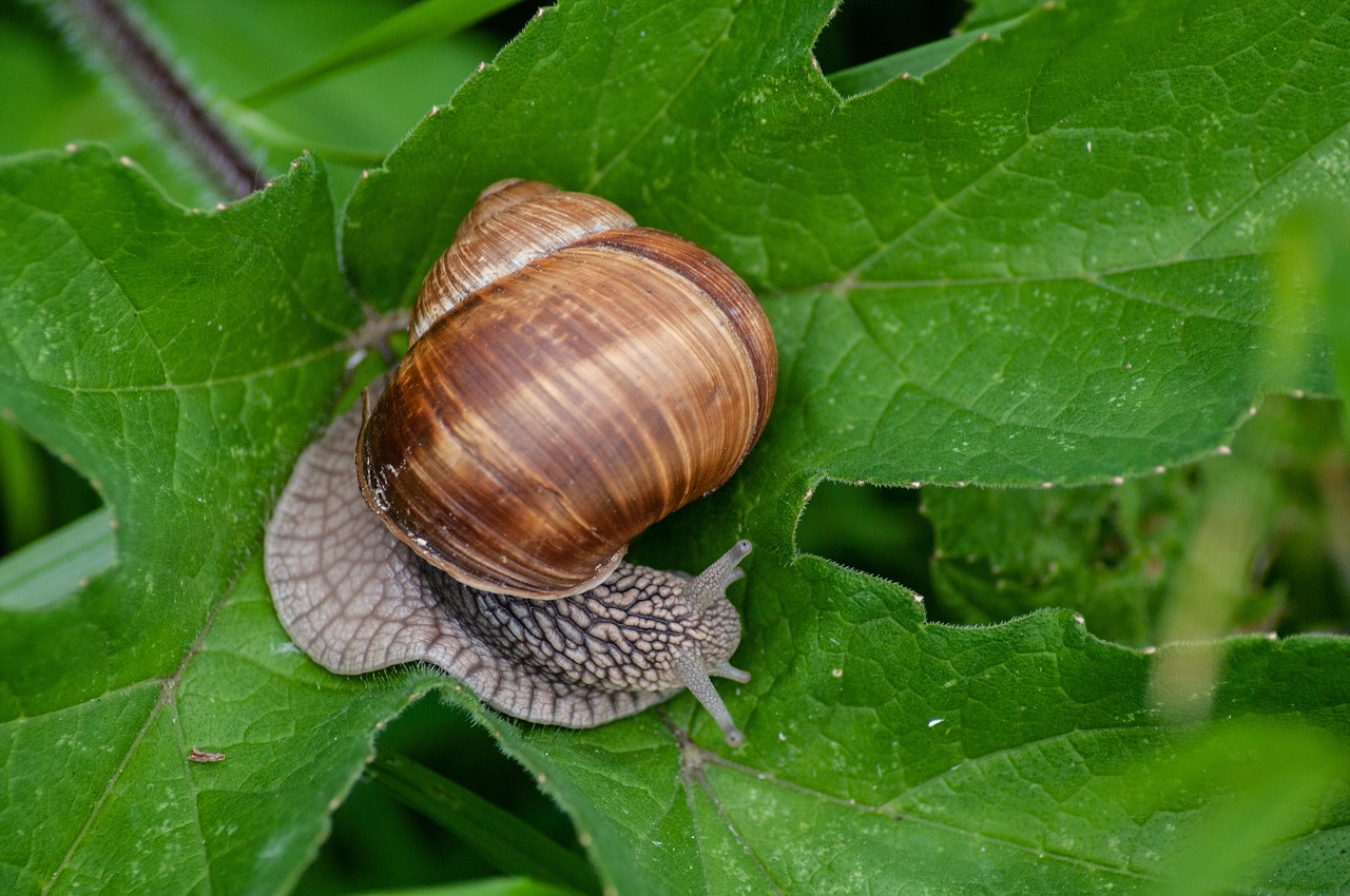 snail  garden  pest free photo