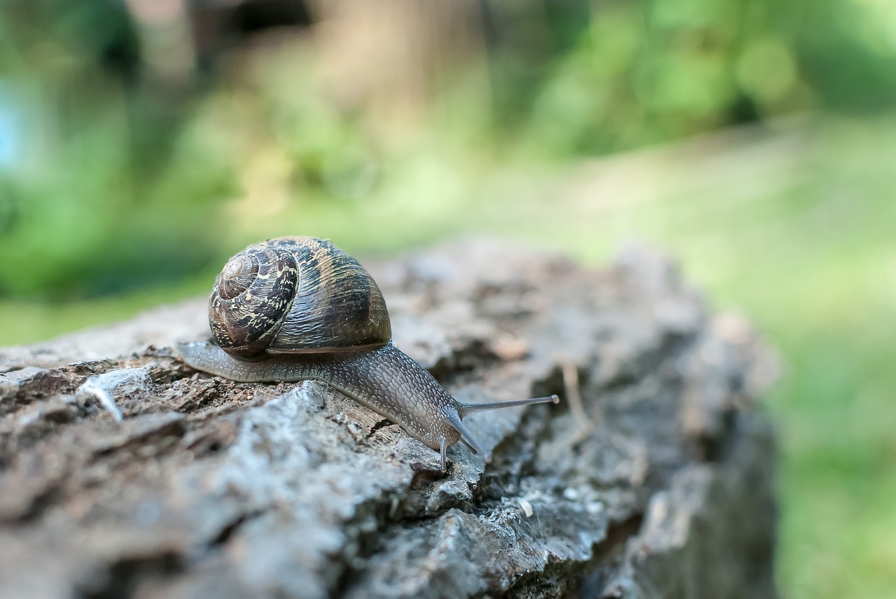 snail  gastropod  nature free photo