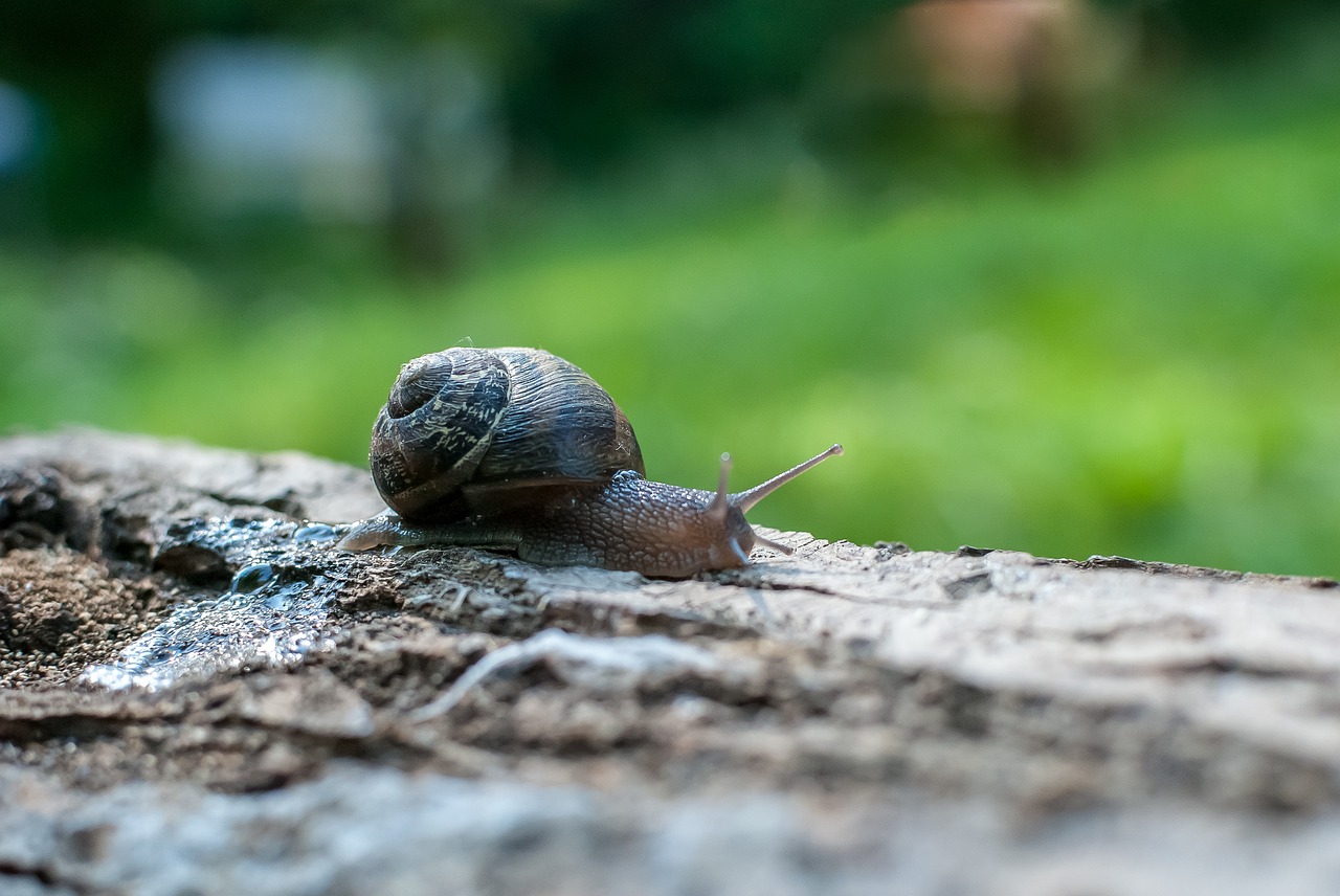 snail  gastropod  nature free photo