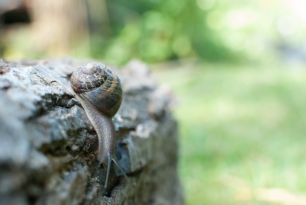 snail  gastropod  nature free photo