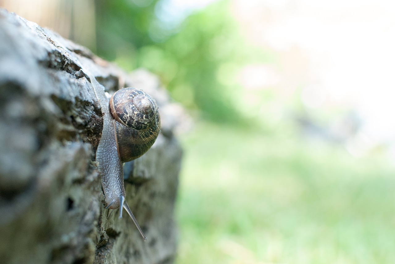 snail  gastropod  nature free photo