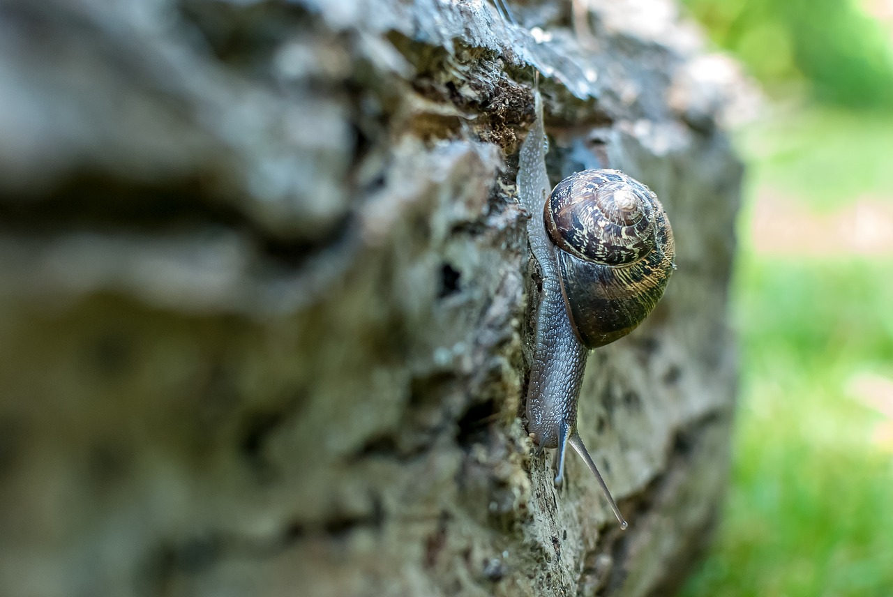 snail  gastropod  nature free photo